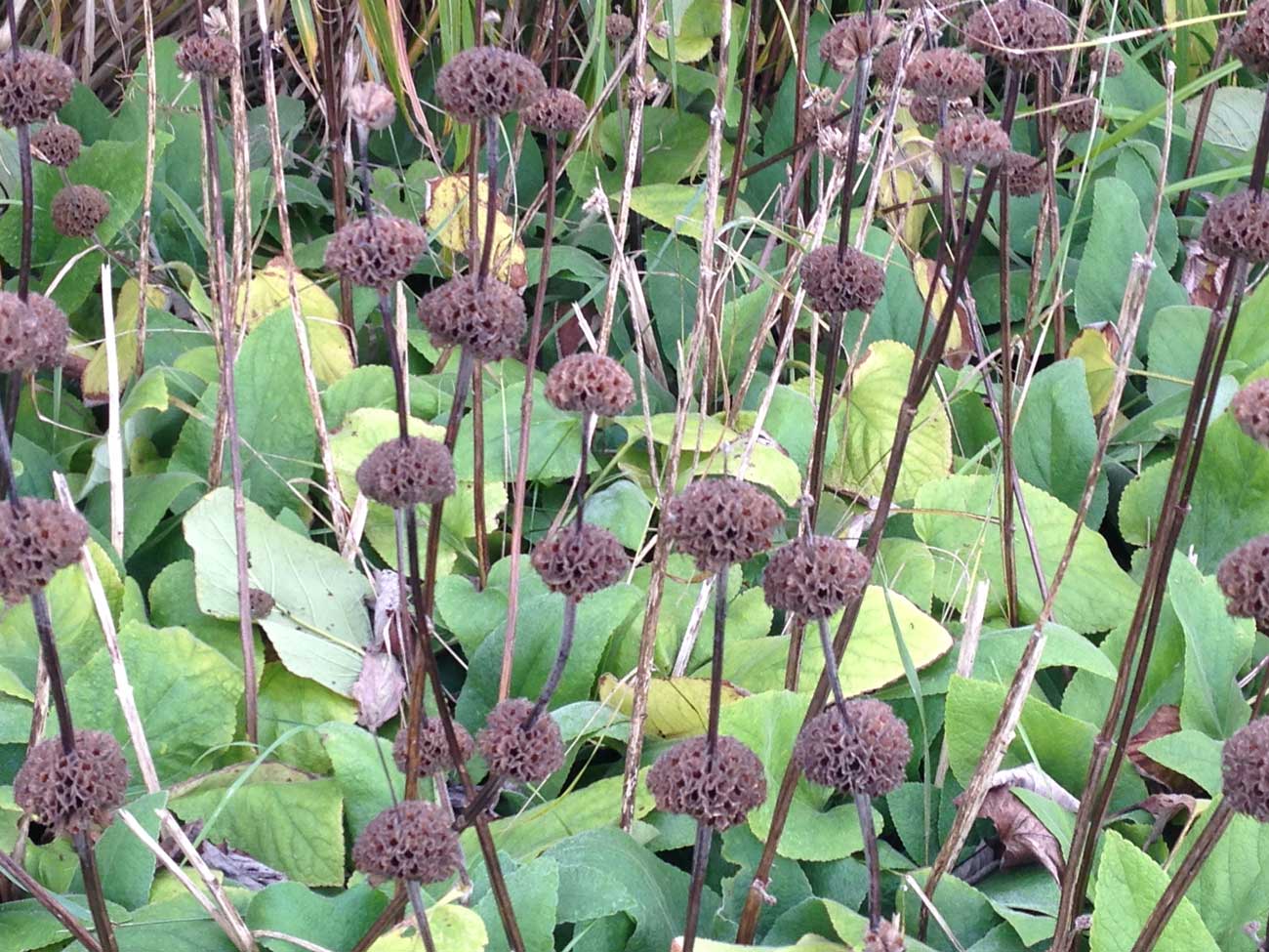 Phlomis